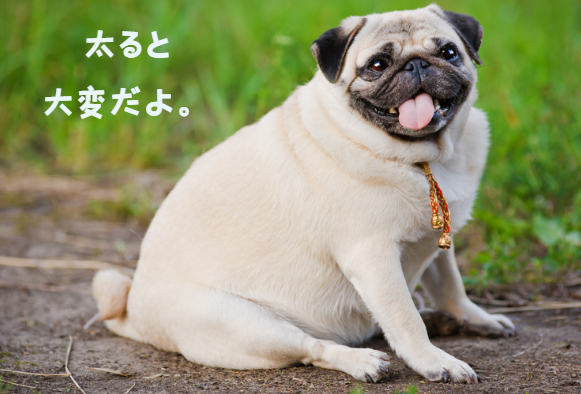 犬の僧帽弁閉鎖不全症とは？症状から治療、飼い主ができることまで　獣医師監修４