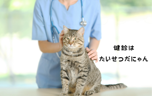 猫の膵炎に対処するための完全ガイド：初めての飼い主さん向け　獣医師監修8