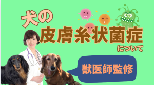 犬の皮膚糸状菌症とは？症状、診断、治療法と家庭でできるケア完全ガイド　獣医師監修１