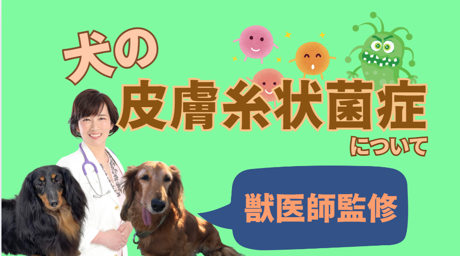 犬の皮膚糸状菌症とは？症状、診断、治療法と家庭でできるケア完全ガイド　獣医師監修１