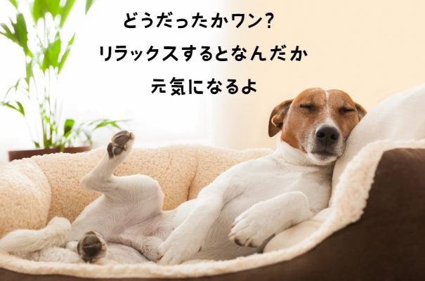 犬の皮膚糸状菌症とは？症状、診断、治療法と家庭でできるケア完全ガイド　獣医師監修6