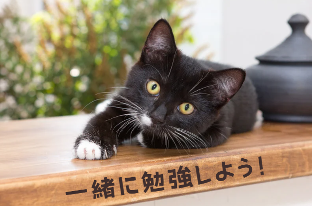 もし愛猫が猫伝染性腹膜炎になったら？原因・症状・飼い主さんができること【獣医師監修】２