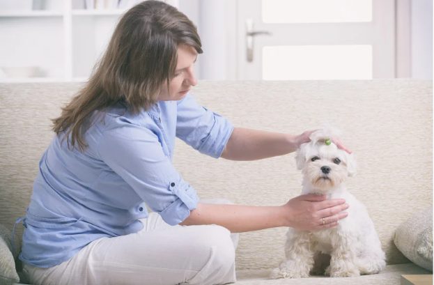犬の命を守る！フィラリア症の予防と対策ガイド　獣医師監修９