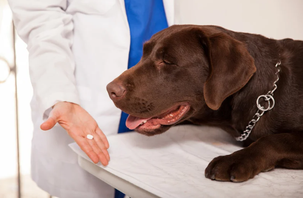 犬の命を守る！フィラリア症の予防と対策ガイド　獣医師監修７