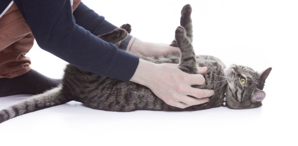 もし愛猫が猫伝染性腹膜炎になったら？原因・症状・飼い主さんができること【獣医師監修】９