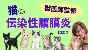 もし愛猫が猫伝染性腹膜炎になったら？原因・症状・飼い主さんができること【獣医師監修】1