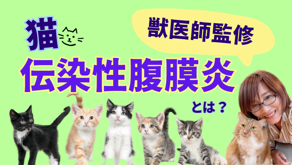 もし愛猫が猫伝染性腹膜炎になったら？原因・症状・飼い主さんができること【獣医師監修】1