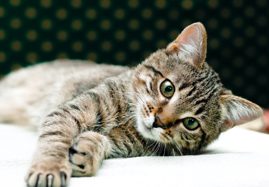 もし愛猫が猫伝染性腹膜炎になったら？原因・症状・飼い主さんができること【獣医師監修】10