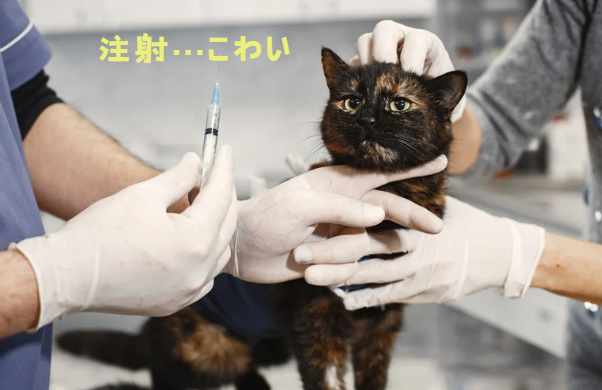 もし愛猫が猫伝染性腹膜炎になったら？原因・症状・飼い主さんができること【獣医師監修】７