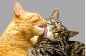 もし愛猫が猫伝染性腹膜炎になったら？原因・症状・飼い主さんができること【獣医師監修】6