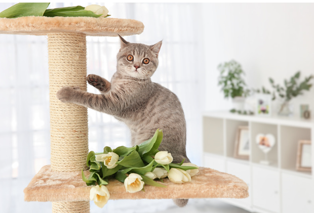 もし愛猫が猫伝染性腹膜炎になったら？原因・症状・飼い主さんができること【獣医師監修】１１