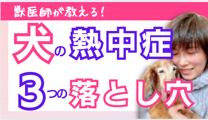【獣医師監修】猛暑から愛犬・愛猫を守れ！最新「夏バテ・熱中症」完全対策【2025年版】1