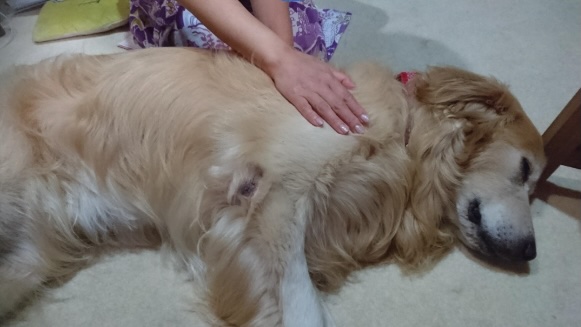 犬の命を守る！フィラリア症の予防と対策ガイド　獣医師監修10