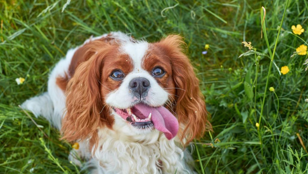 犬の僧帽弁閉鎖不全症